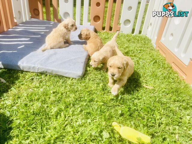 Stunning Golden Retriever Pups