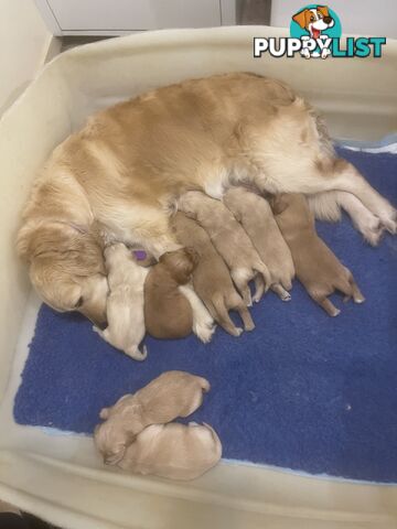 Stunning Golden Retriever Pups