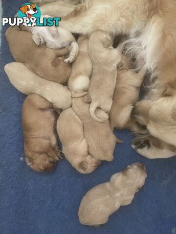 Stunning Golden Retriever Pups