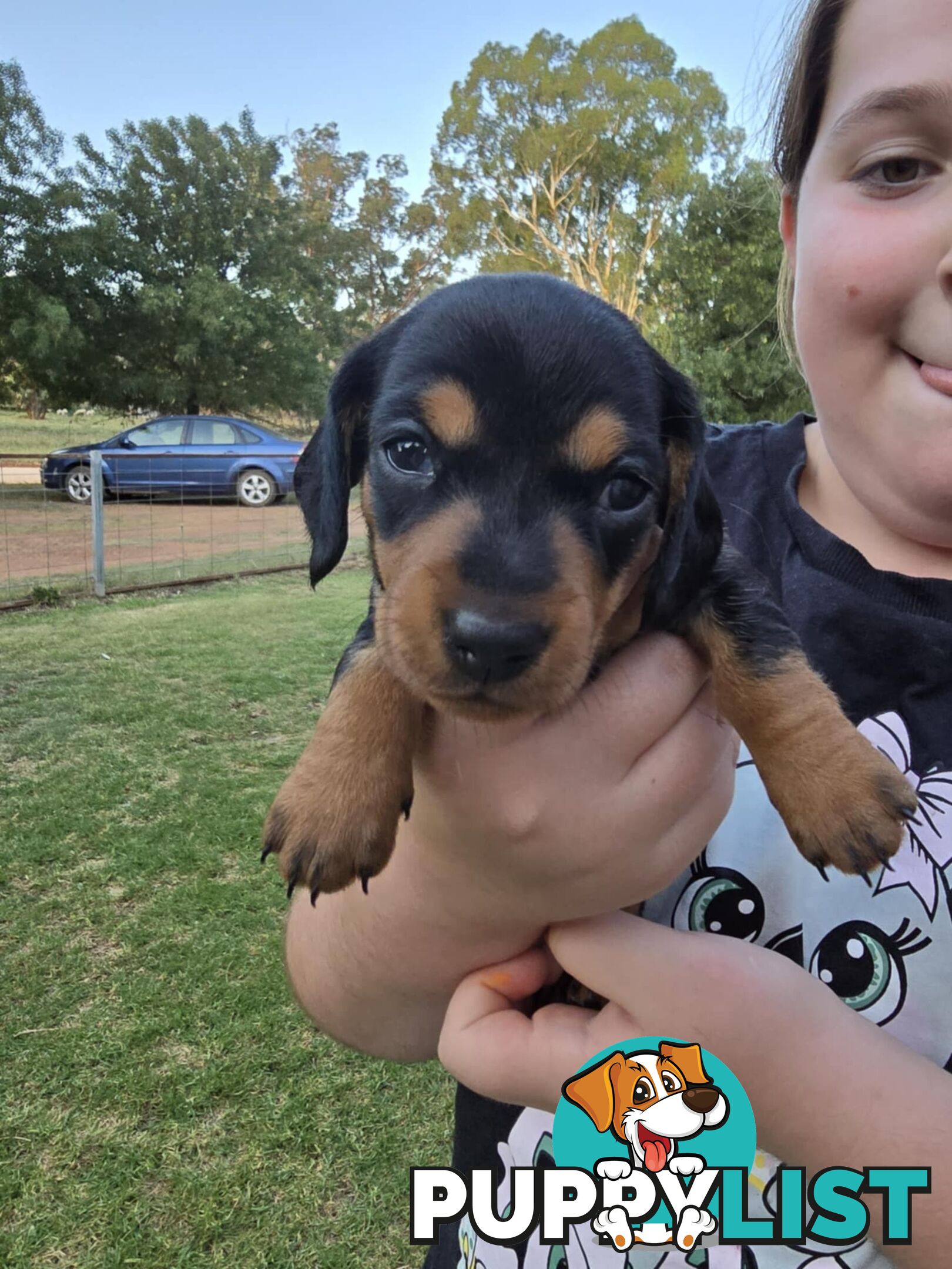 Pure bred, Miniature dachshund pups 🐶 1Male &amp; 1 Female.