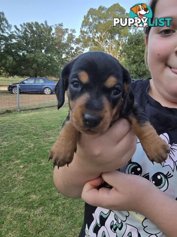 Pure bred, Miniature dachshund pups 🐶 1Male &amp; 1 Female.