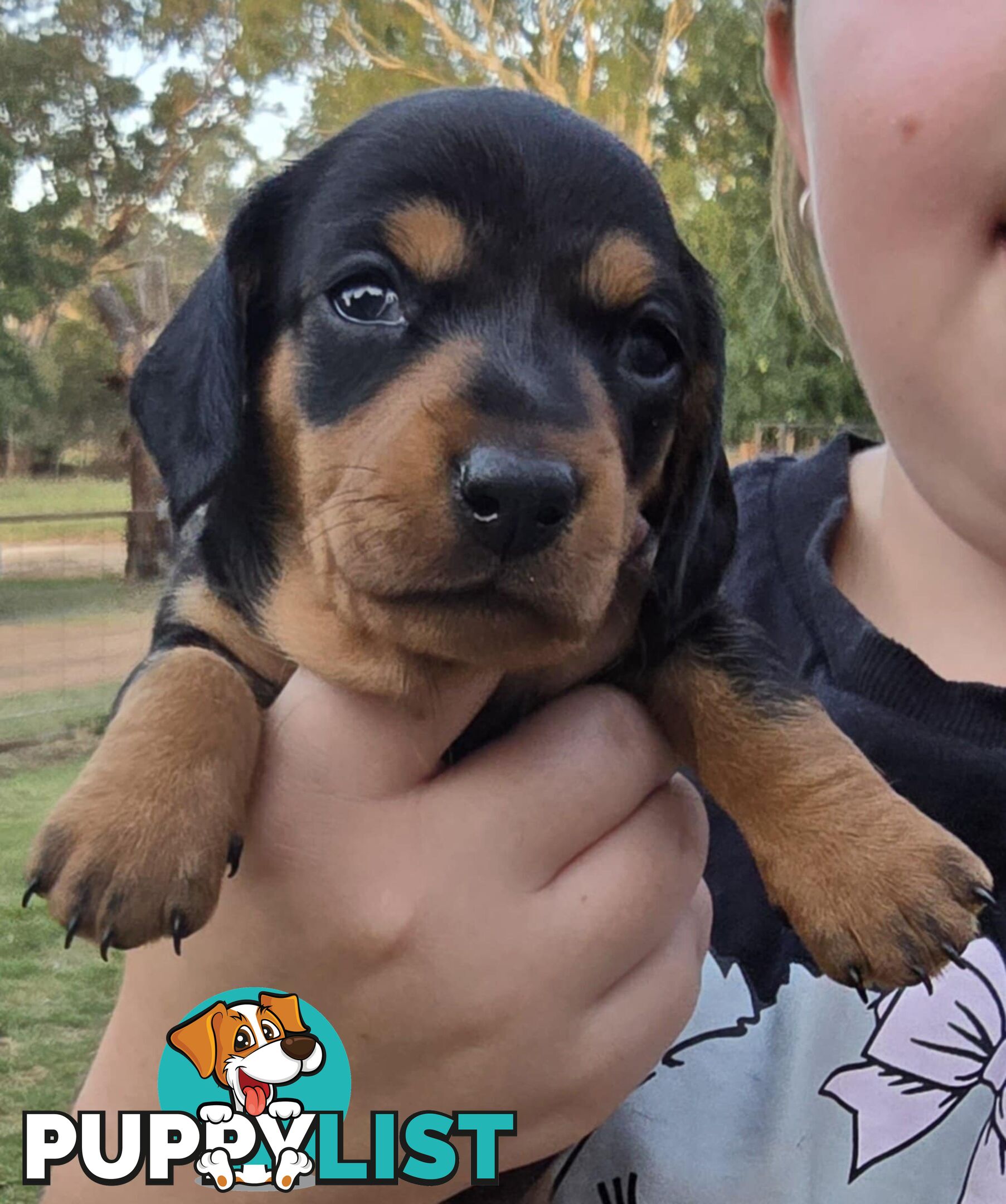 Pure bred, Miniature dachshund pups 🐶 1Male &amp; 1 Female.