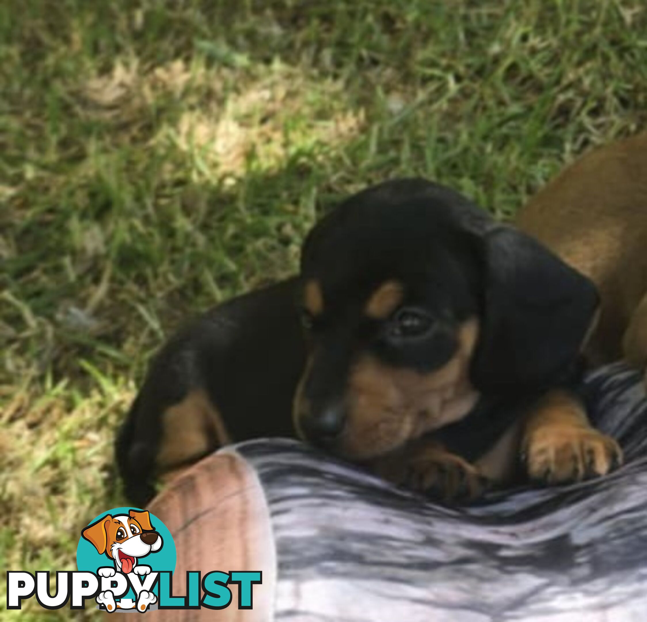 Pure bred, Miniature dachshund pups 🐶 1Male &amp; 1 Female.