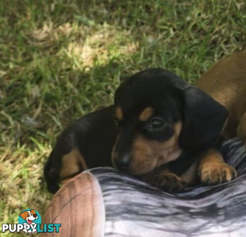 Pure bred, Miniature dachshund pups 🐶 1Male &amp; 1 Female.