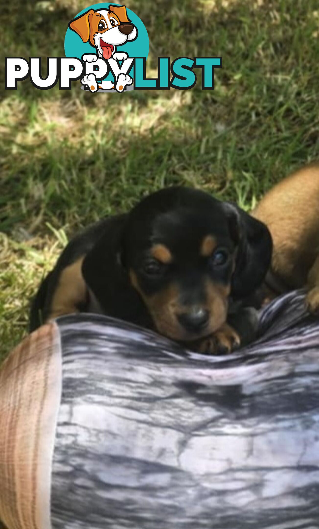 Pure bred, Miniature dachshund pups 🐶 1Male &amp; 1 Female.