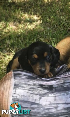Pure bred, Miniature dachshund pups 🐶 1Male &amp; 1 Female.