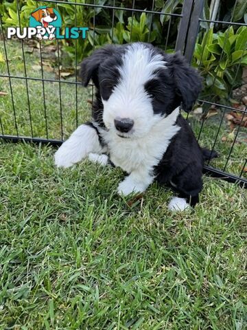 Smithfield puppies