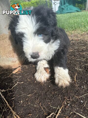 Smithfield puppies