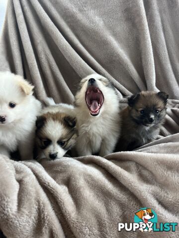 Pomeranian Puppies