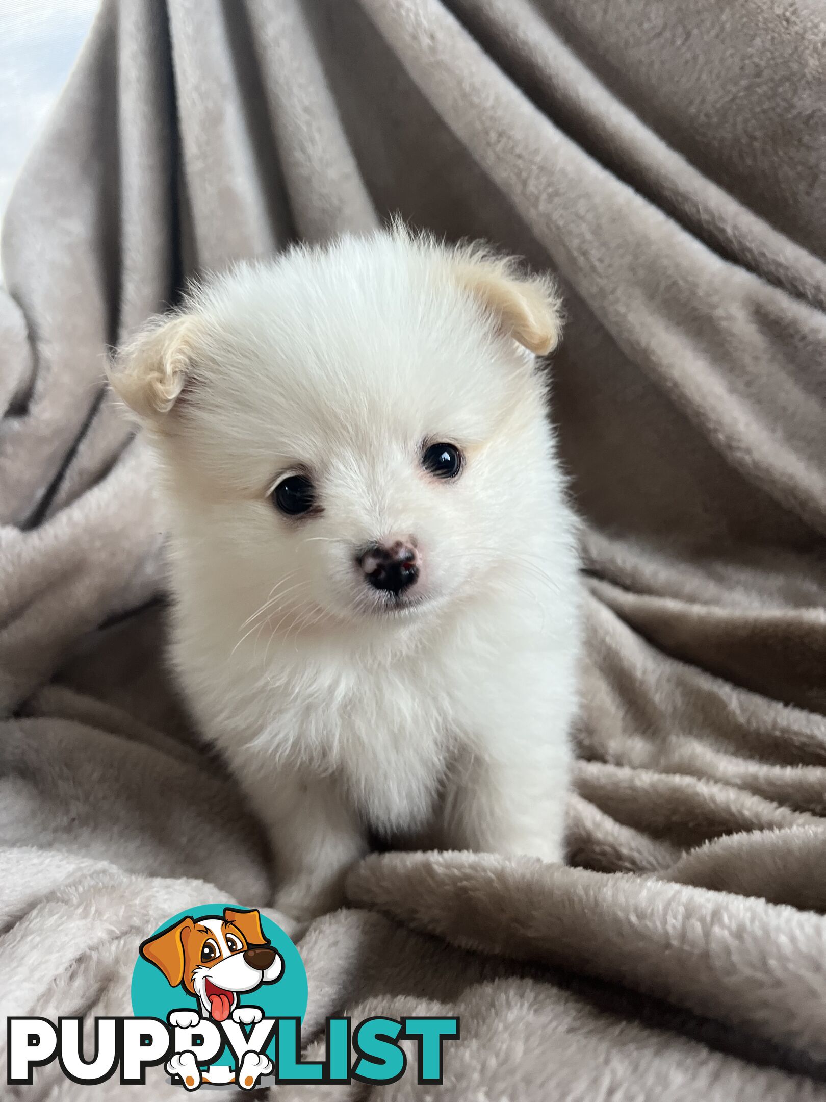Pomeranian Puppies