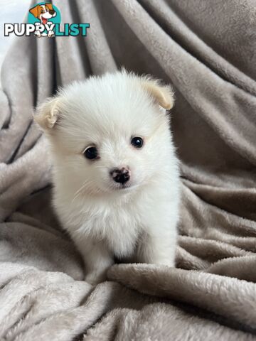 Pomeranian Puppies