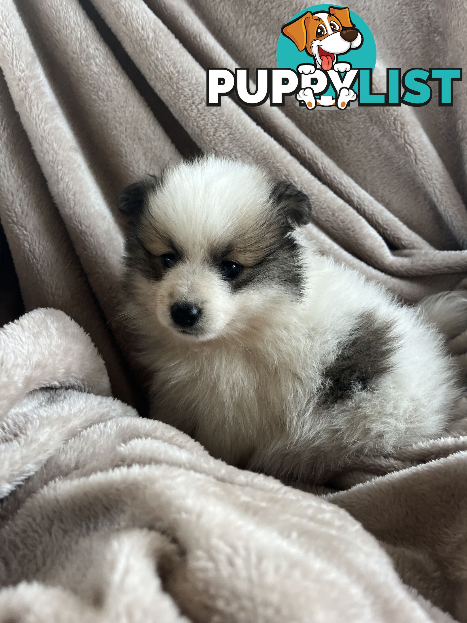 Pomeranian Puppies