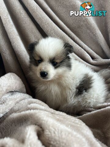 Pomeranian Puppies