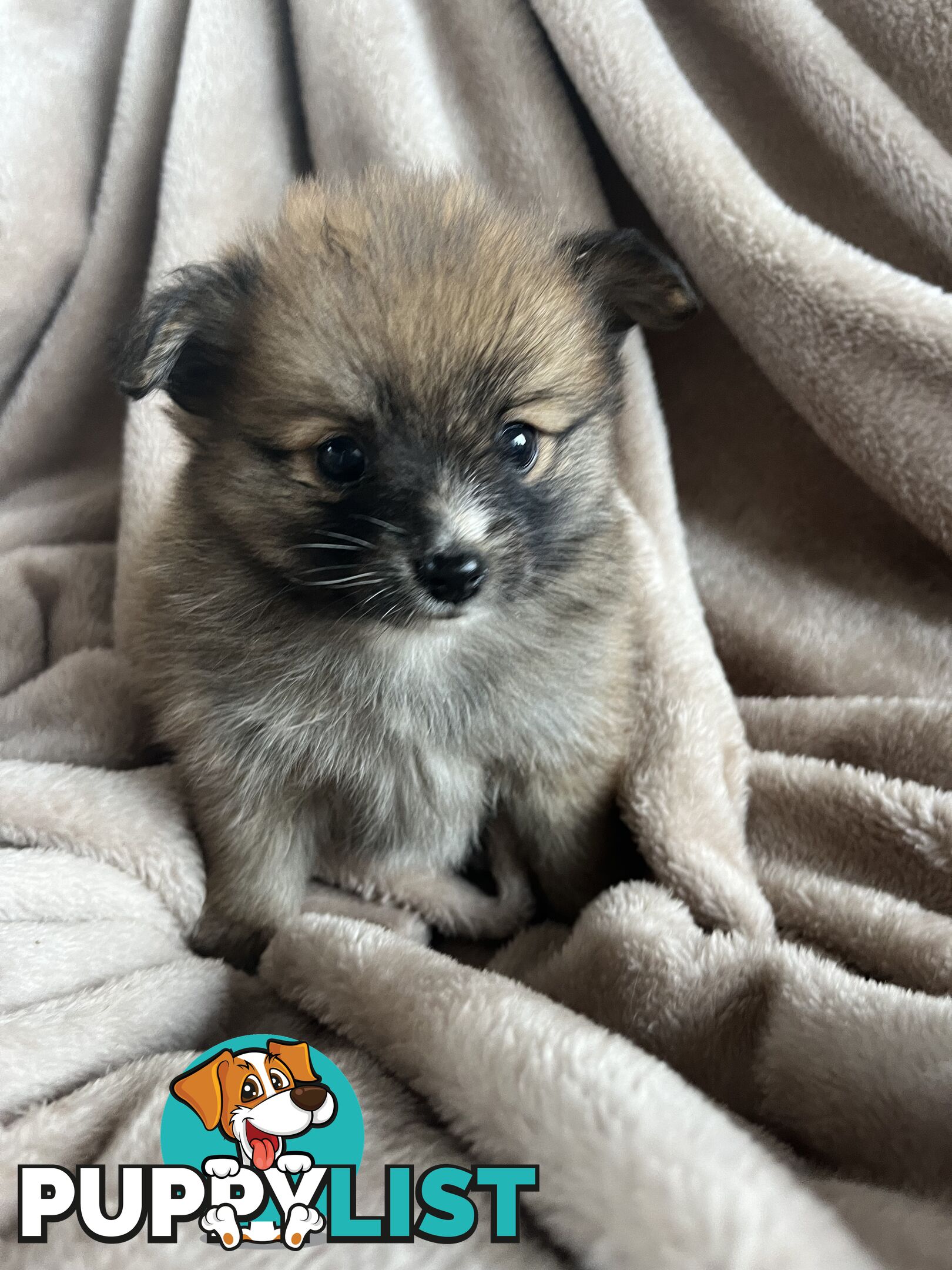 Pomeranian Puppies