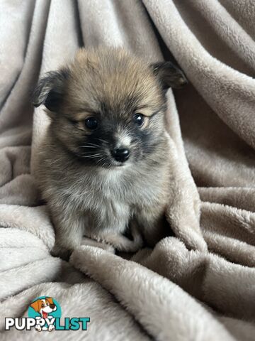 Pomeranian Puppies