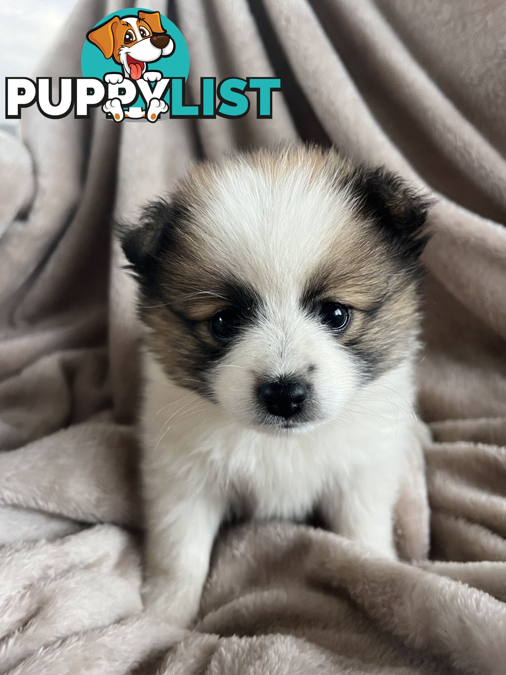 Pomeranian Puppies