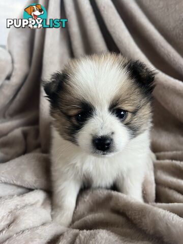 Pomeranian Puppies
