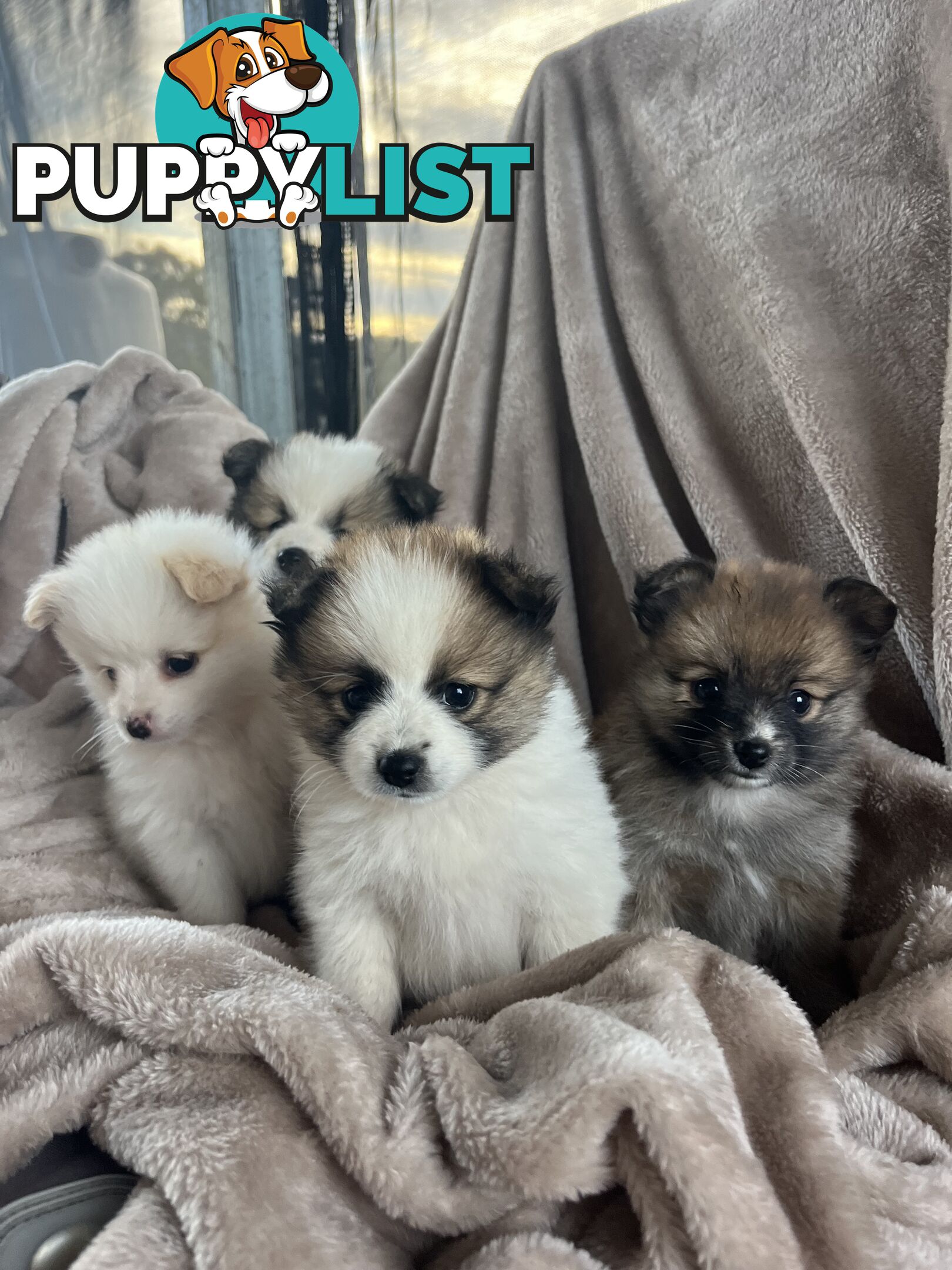Pomeranian Puppies