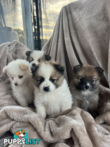Pomeranian Puppies