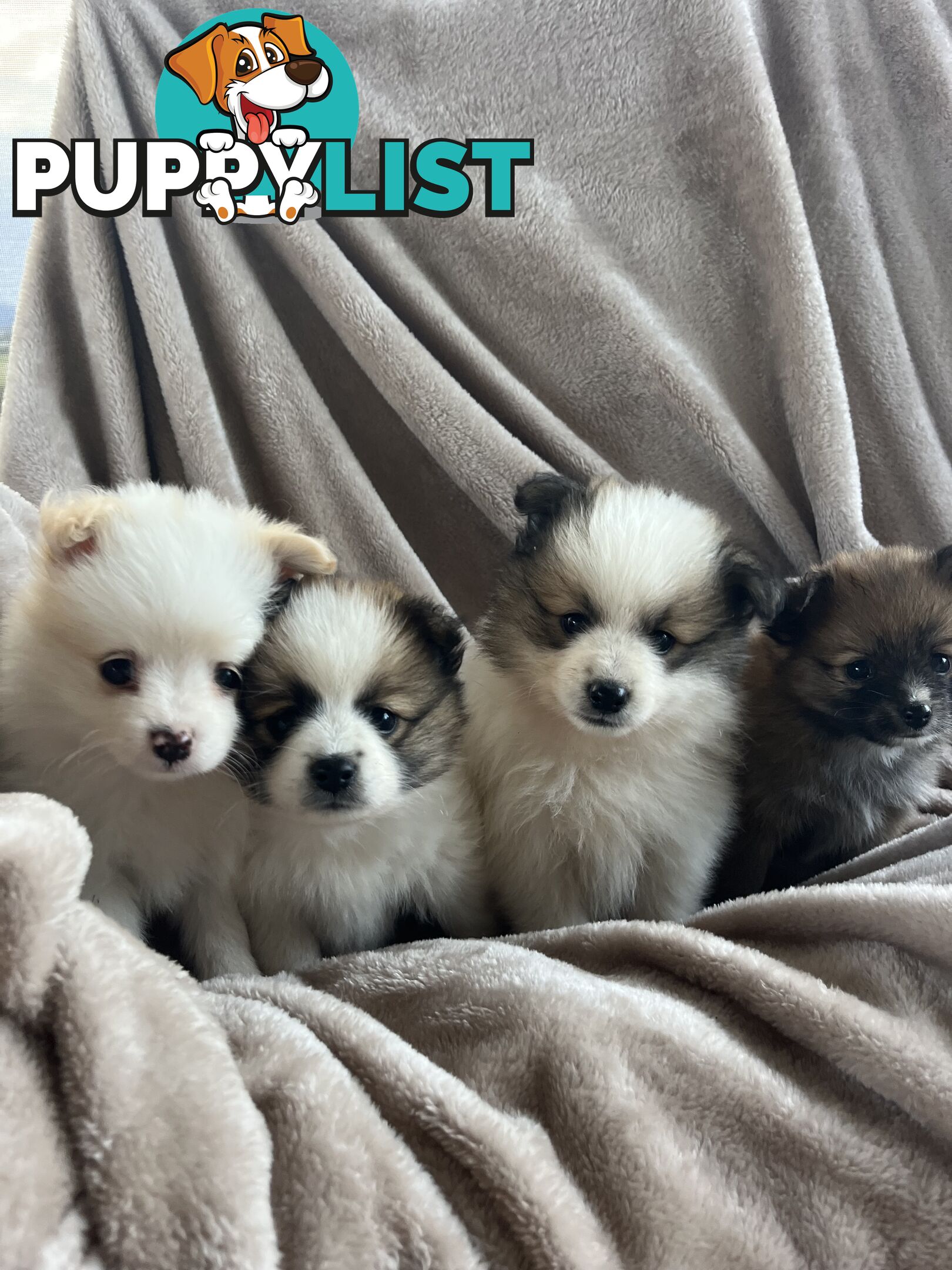 Pomeranian Puppies