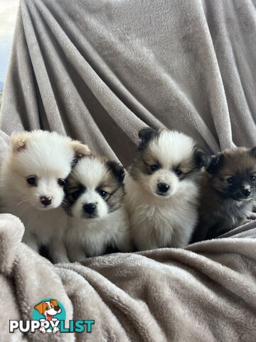 Pomeranian Puppies