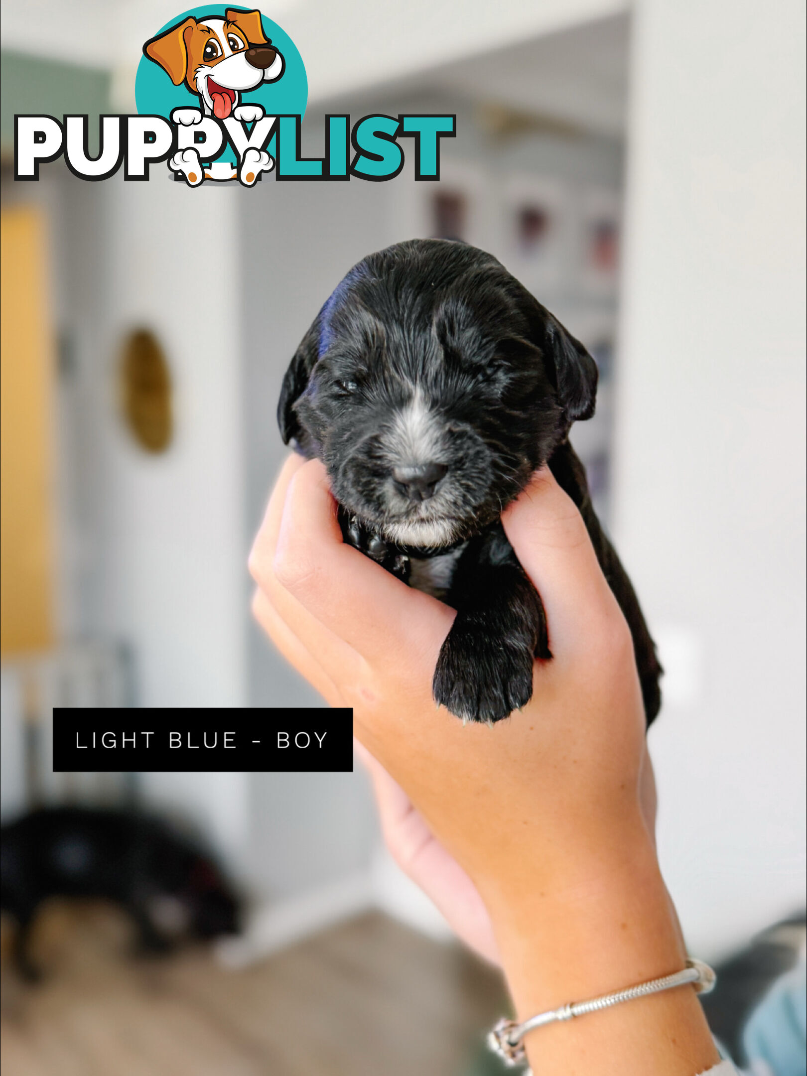Labradoodle x Spoodle puppies