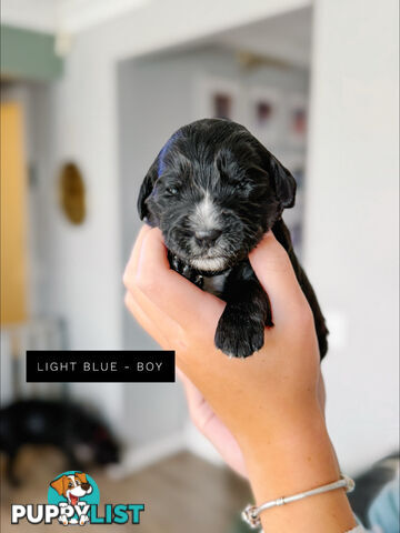 Labradoodle x Spoodle puppies