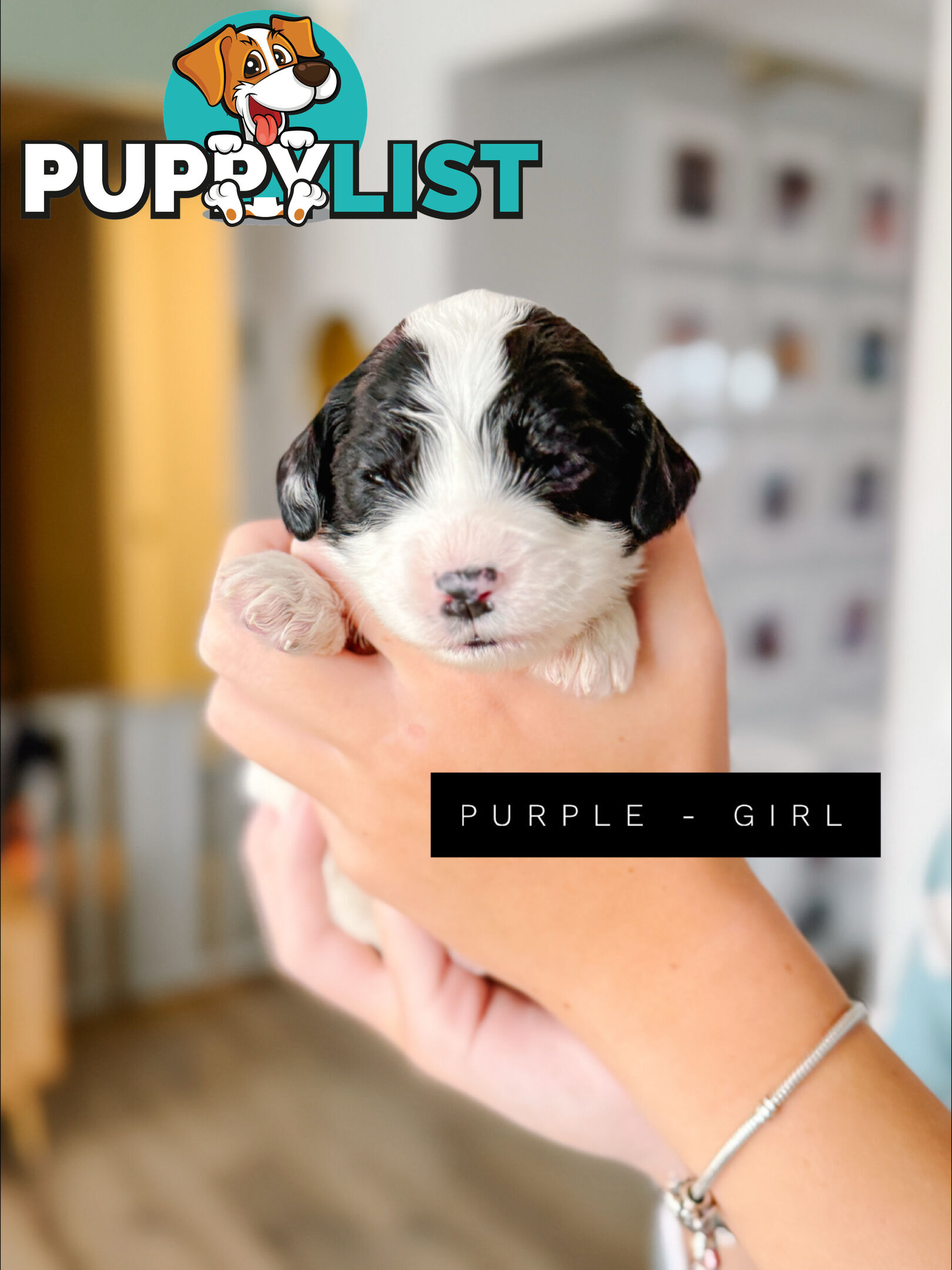 Labradoodle x Spoodle puppies