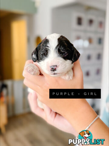 Labradoodle x Spoodle puppies