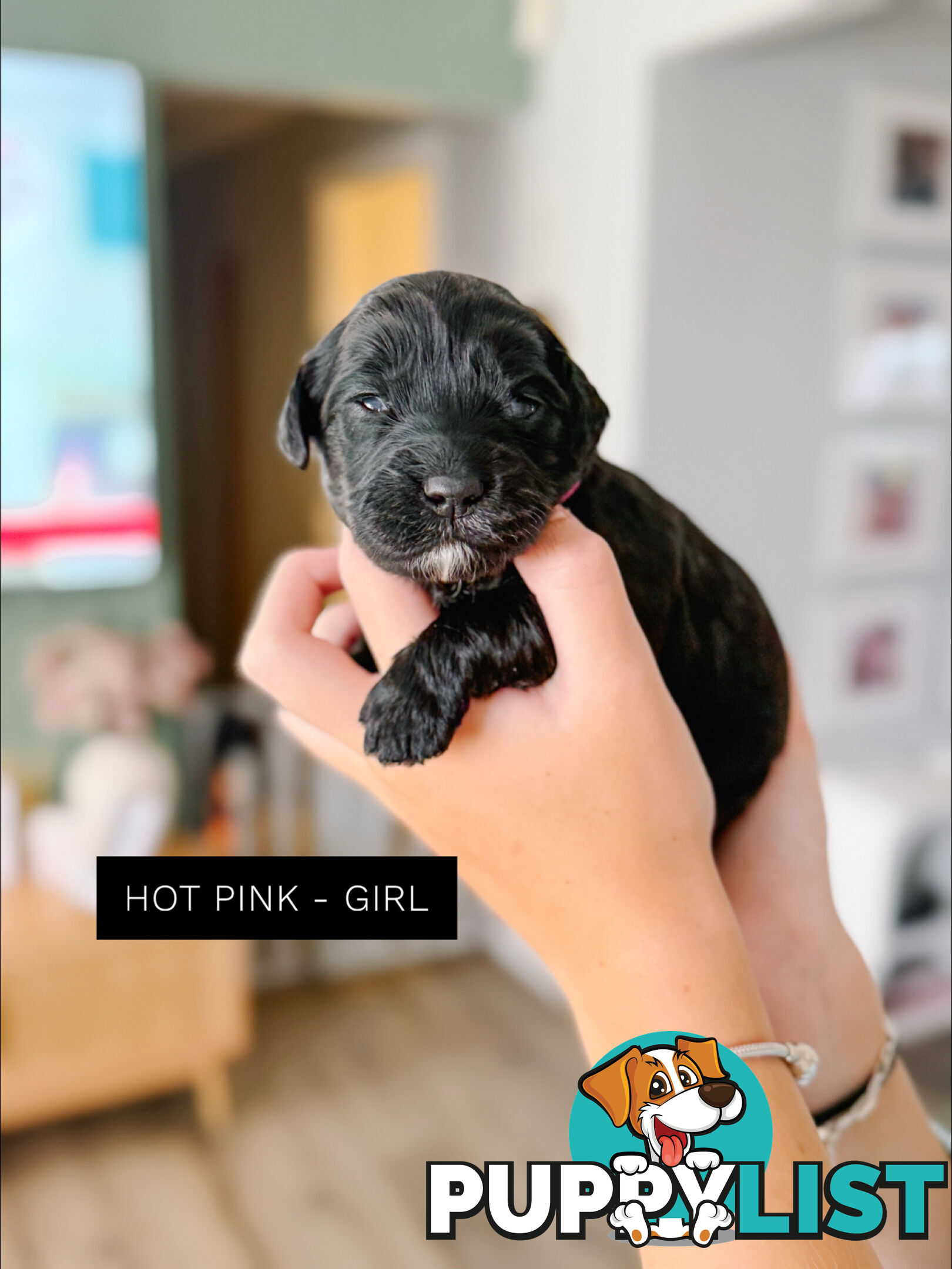 Labradoodle x Spoodle puppies