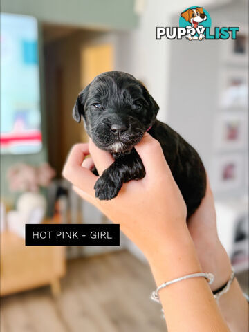 Labradoodle x Spoodle puppies