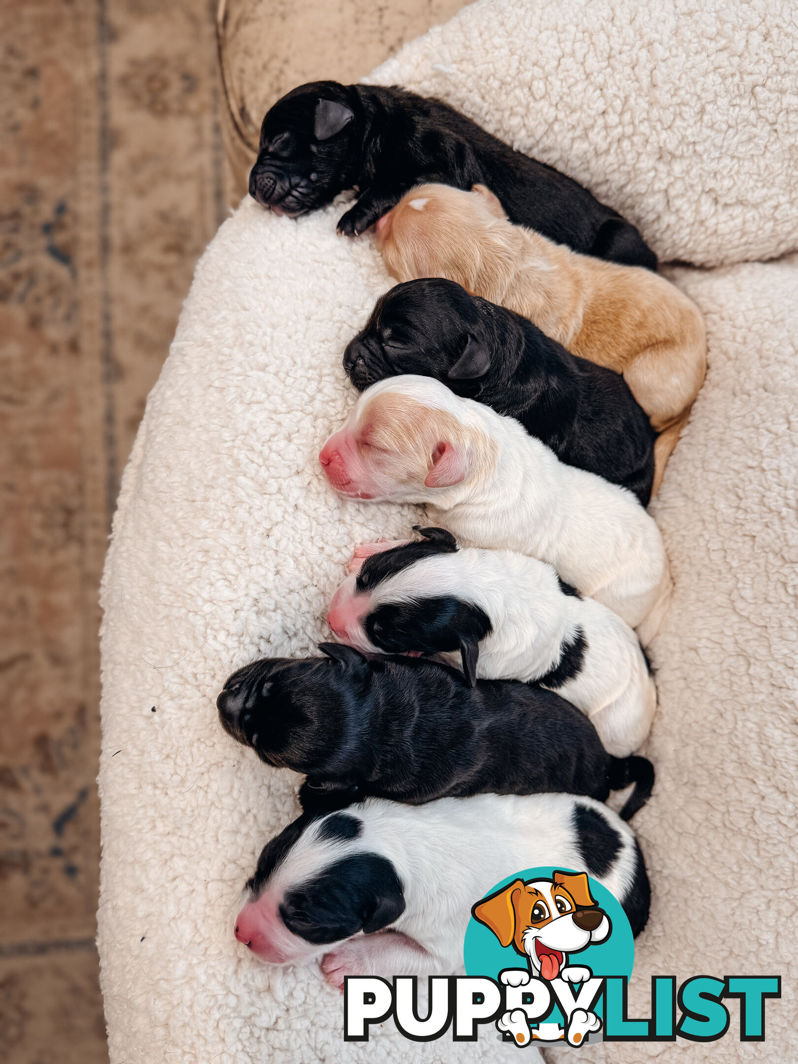 Labradoodle x Spoodle puppies