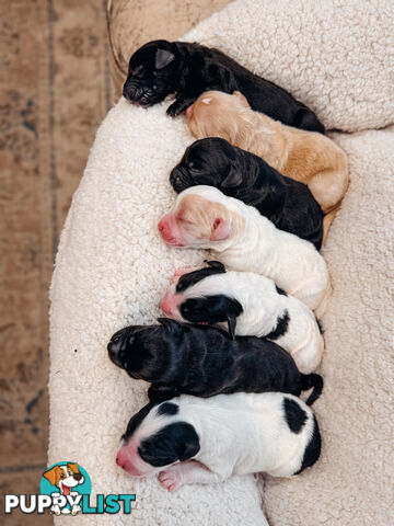 Labradoodle x Spoodle puppies