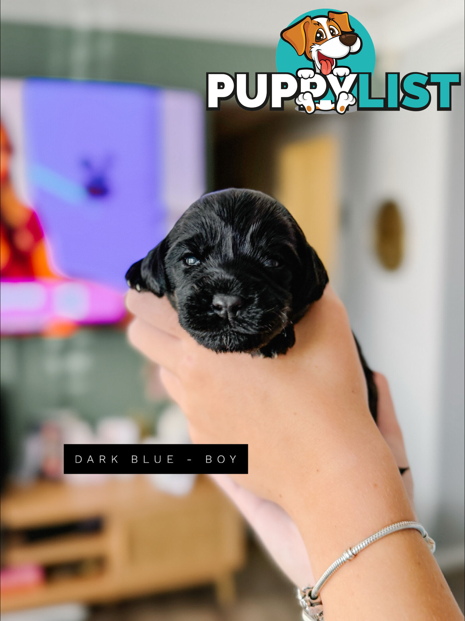 Labradoodle x Spoodle puppies