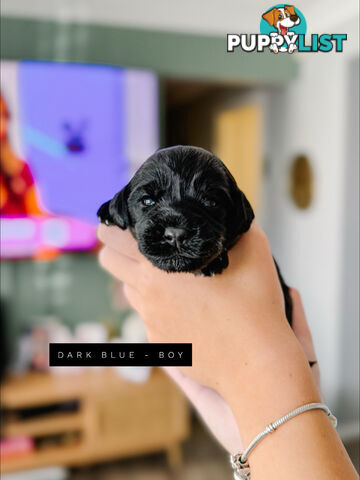 Labradoodle x Spoodle puppies