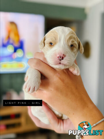 Labradoodle x Spoodle puppies