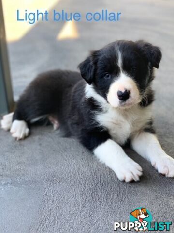 Border Collie Pups Puppies