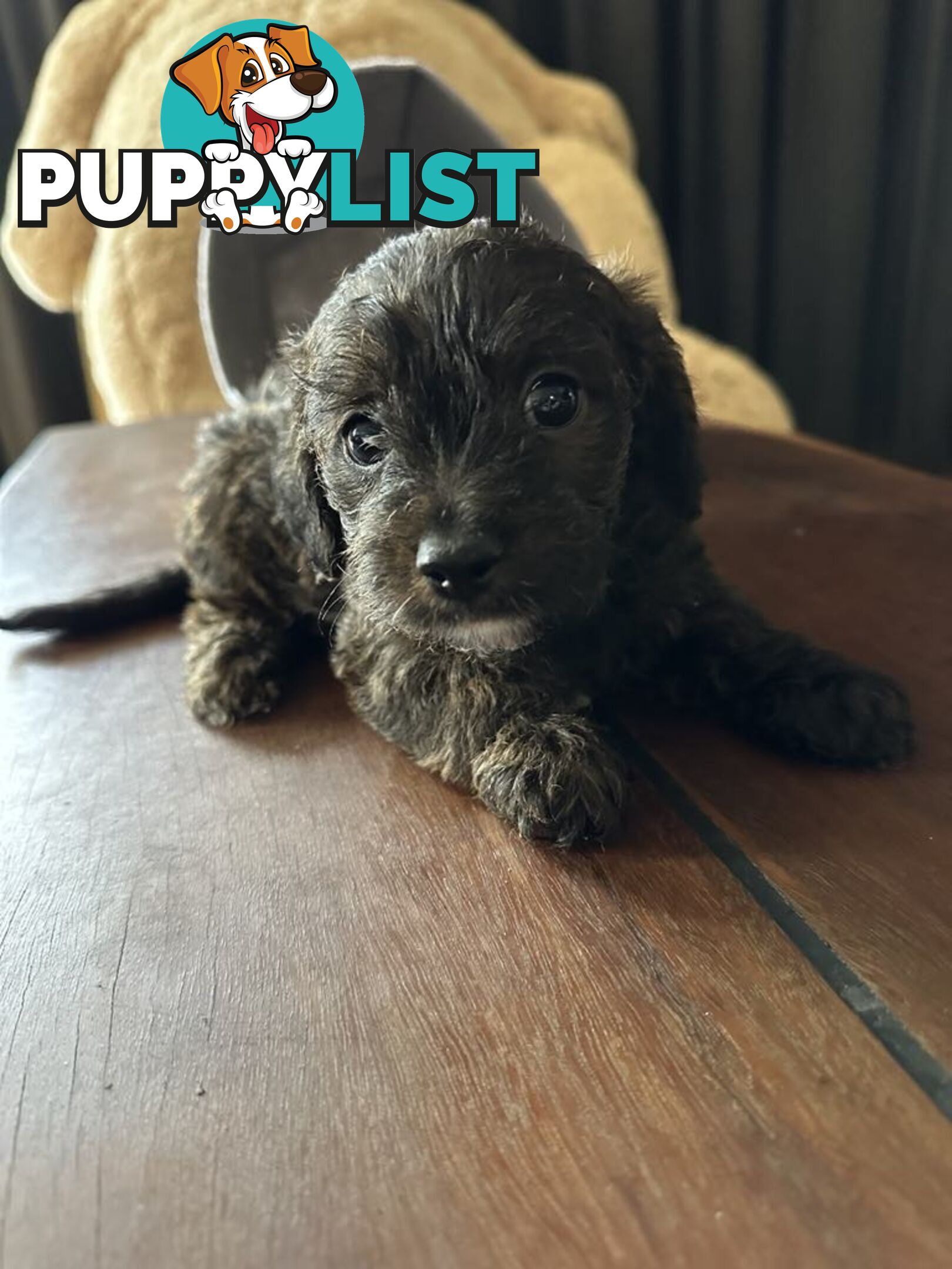 Male puppies looking for their forever home