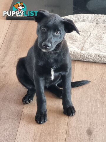 Border Collie x kelpie pups ready to go!