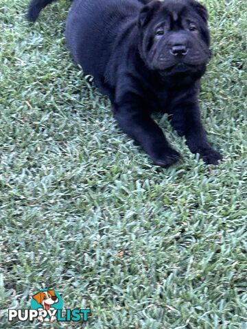 Shar Pei Pedigree Puppies