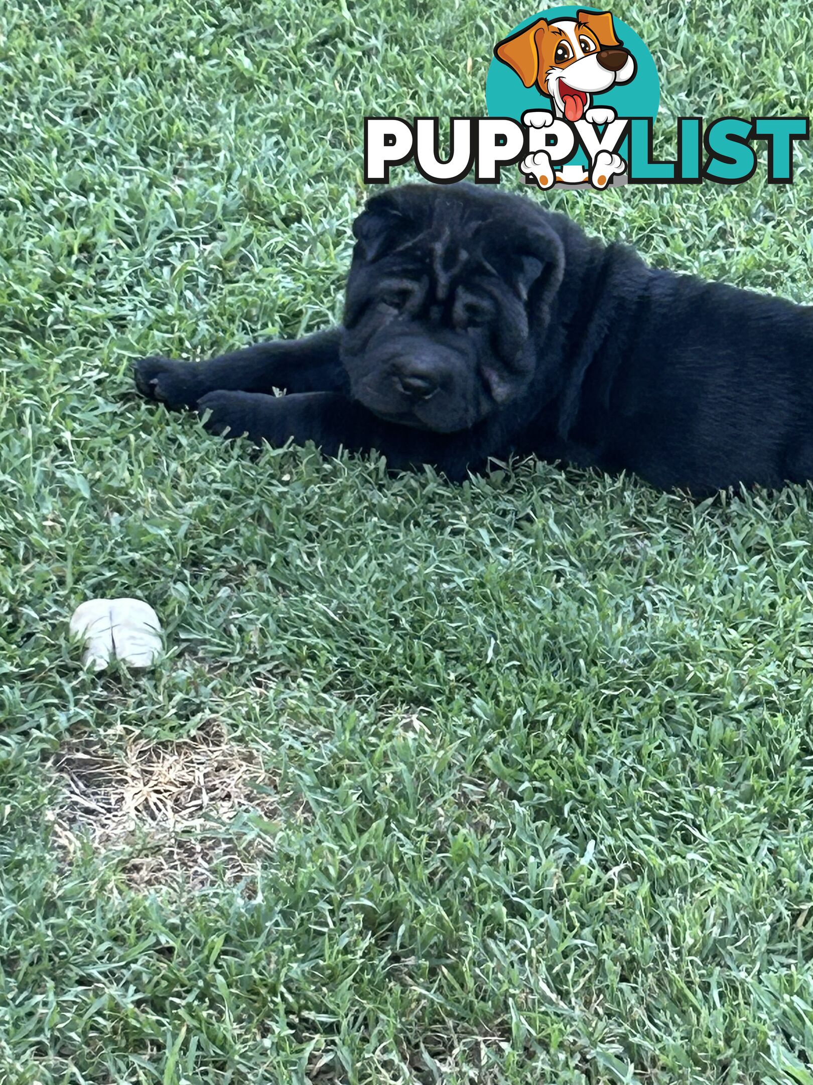 Shar Pei Pedigree Puppies