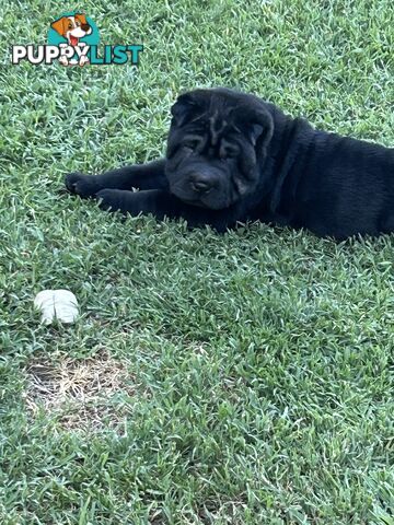 Shar Pei Pedigree Puppies