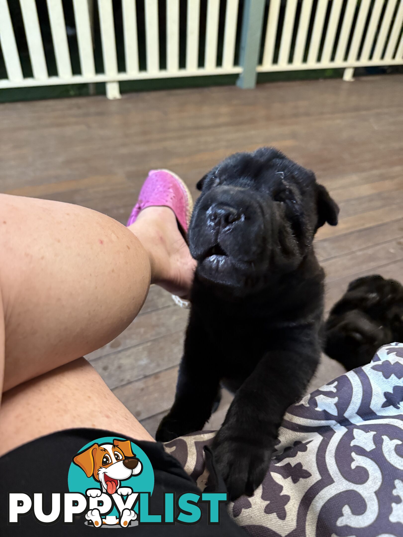 Shar Pei Pedigree Puppies