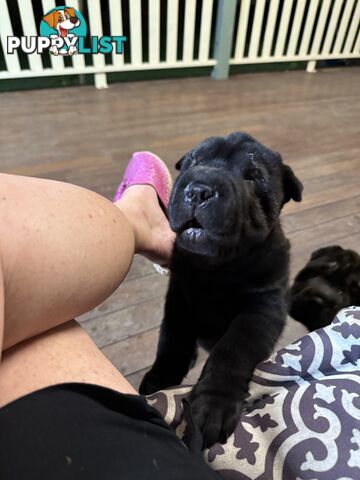 Shar Pei Pedigree Puppies