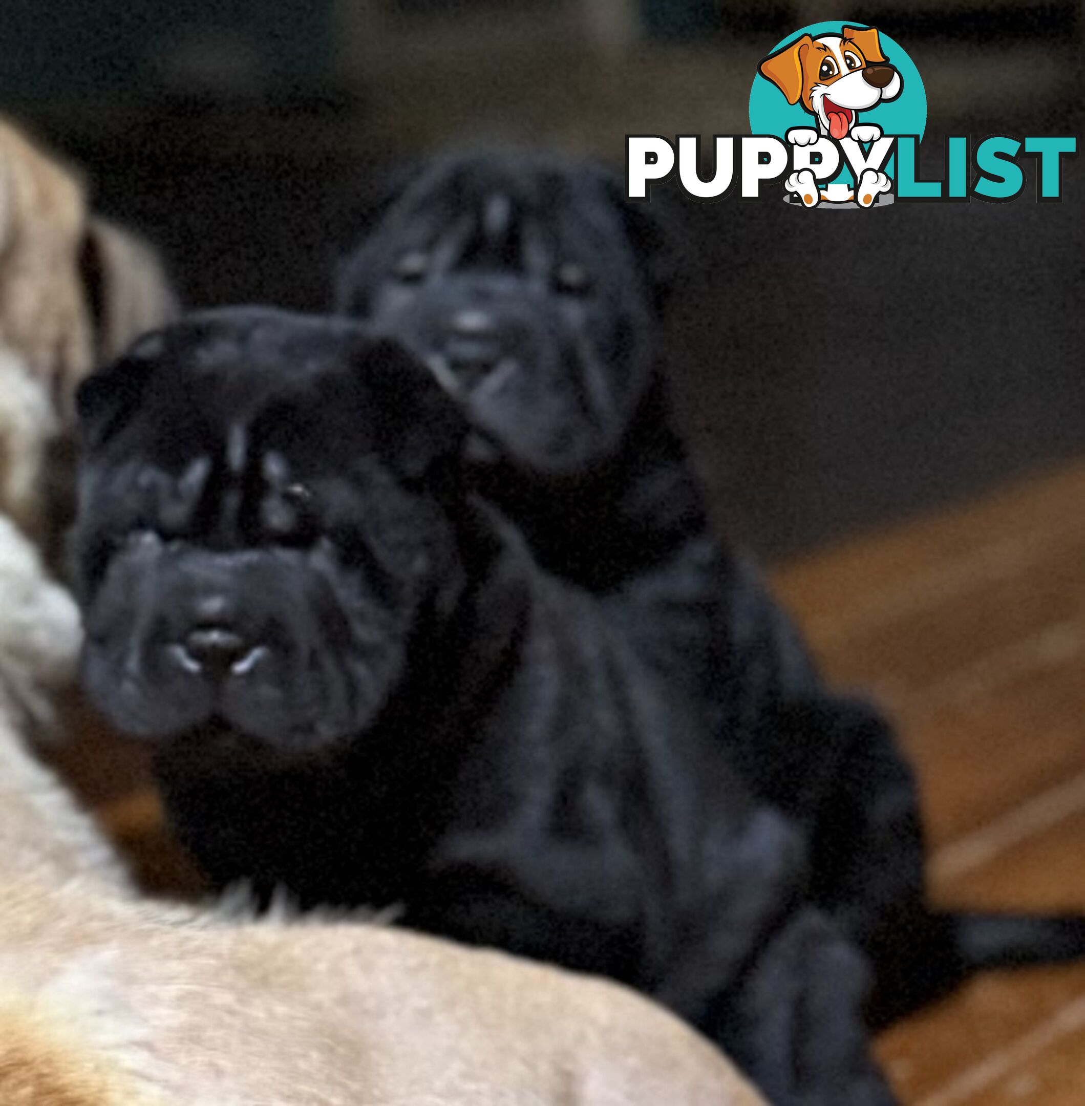 Shar Pei Pedigree Puppies