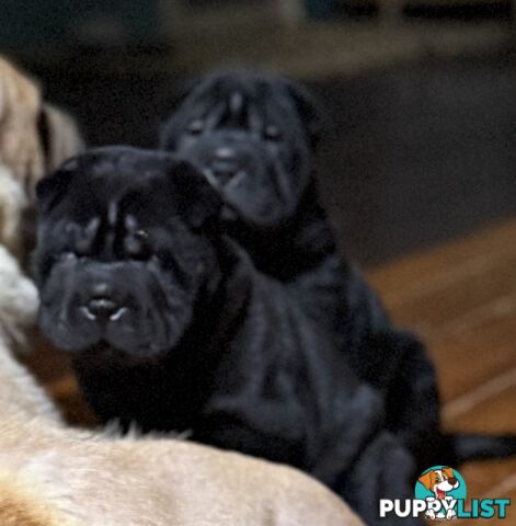 Shar Pei Pedigree Puppies