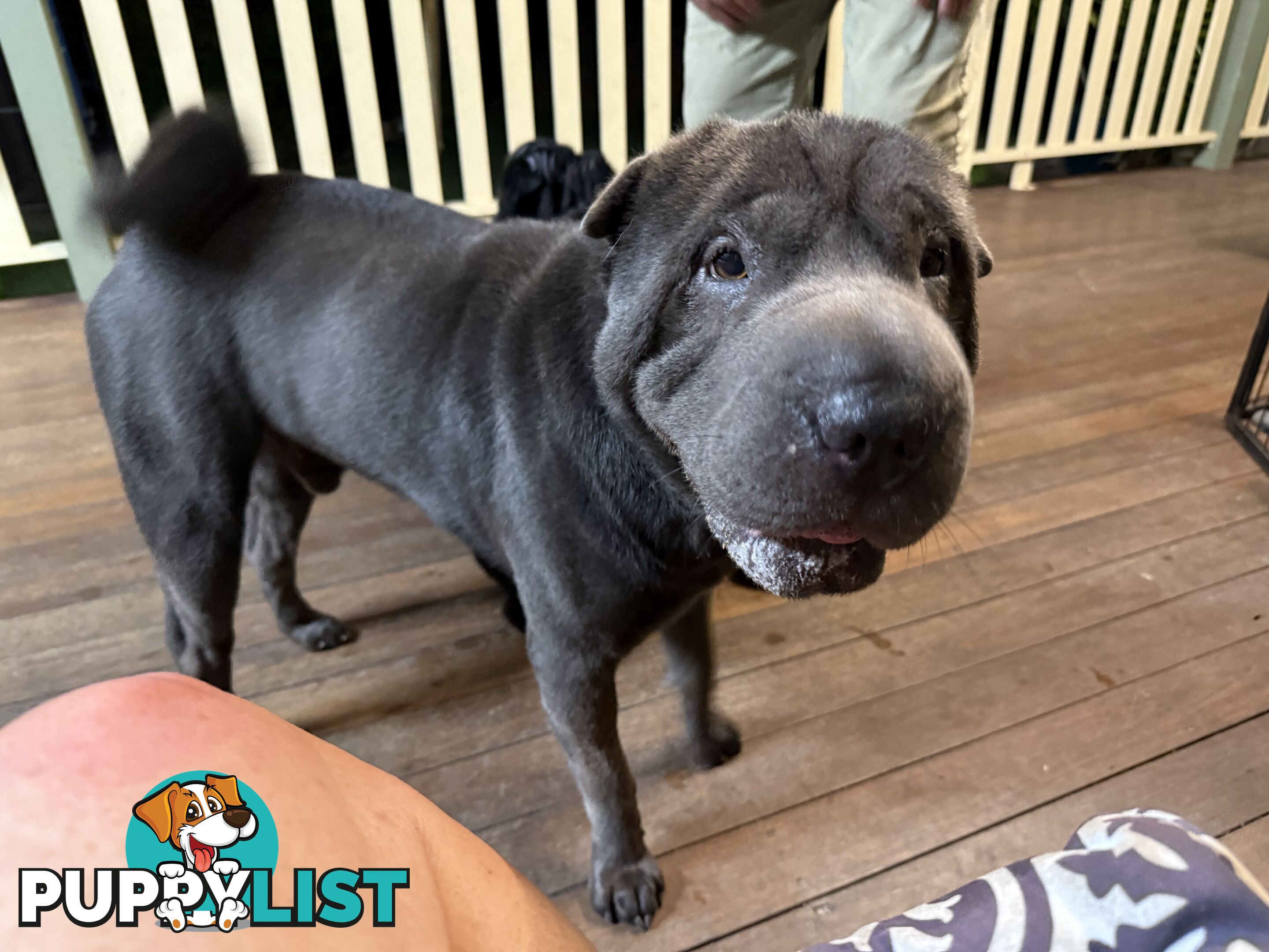 Shar Pei Pedigree Puppies