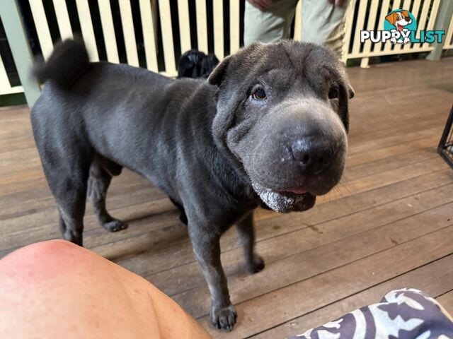 Shar Pei Pedigree Puppies