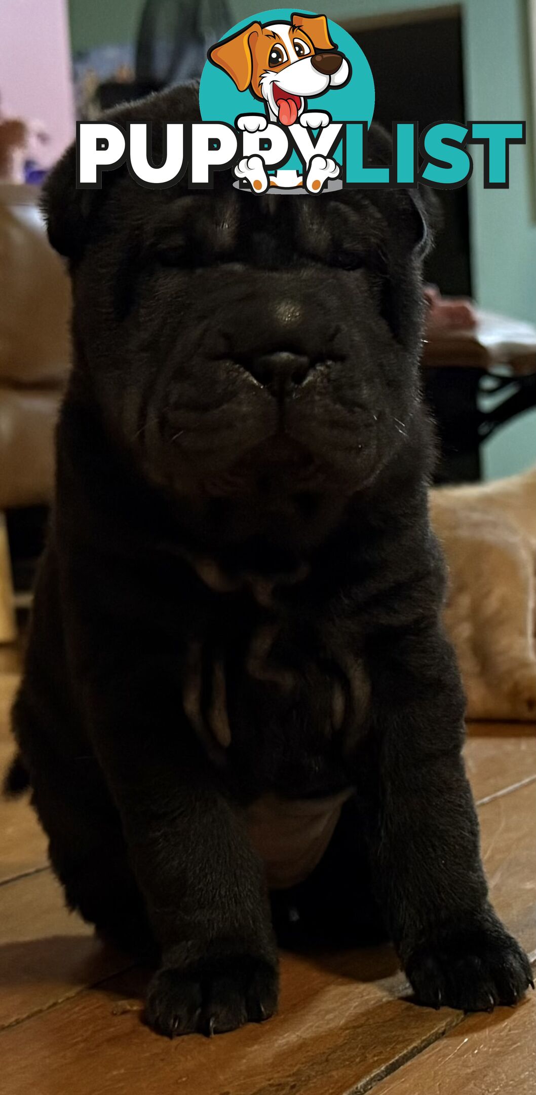 Shar Pei Pedigree Puppies