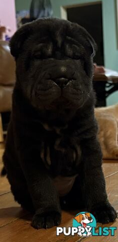 Shar Pei Pedigree Puppies